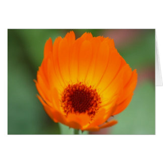 Calendula Hälsningskort
