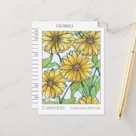 Calendula Materia Medica Örtmedicinsk Studie Kort