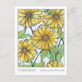 Calendula Materia Medica Örtmedicinsk Studie Kort