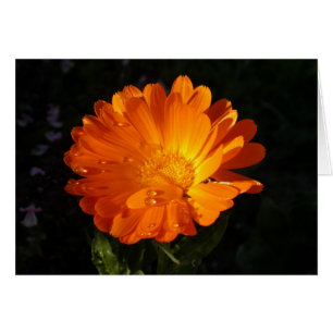 Calendula officinalis hälsningskort
