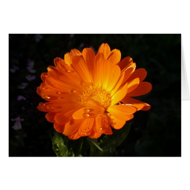 Calendula officinalis hälsningskort (Framsidan Horizontal)