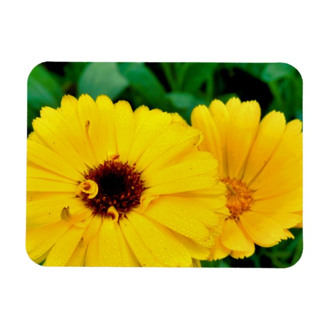 Calendula Officinalis Magnet (Horisontell)