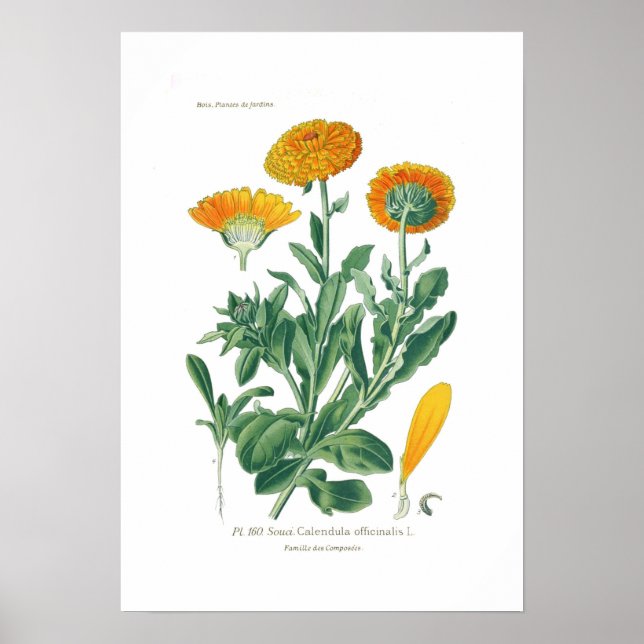 Calendula officinalis (Pot marigold) Poster (Framsidan)