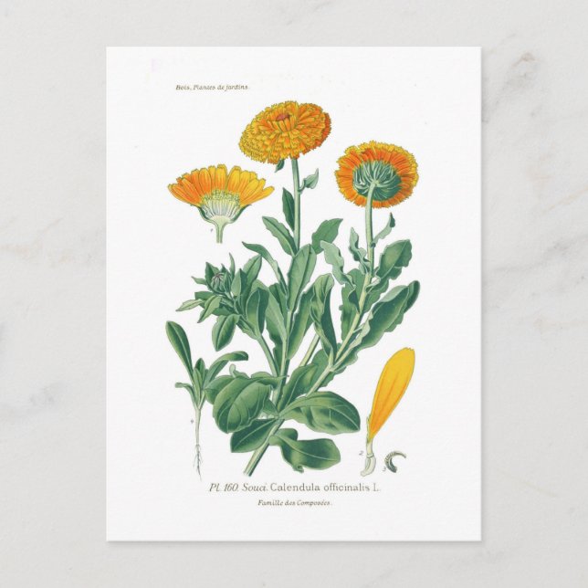 Calendula officinalis (Pot marigold) Vykort (Framsida)