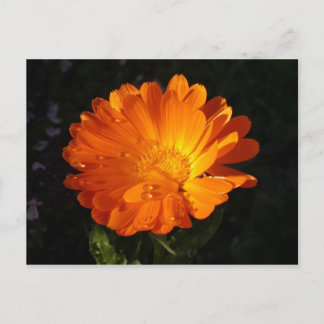 Calendula officinalis vykort