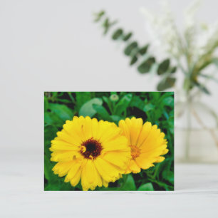 Calendula Officinalis Vykort
