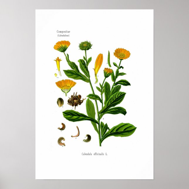 Calendula Poster (Framsidan)