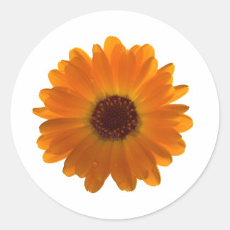 Calendula Runt Klistermärke