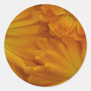 Calendula Runt Klistermärke