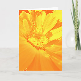 Calendula - tack kort