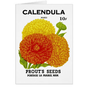 Calendula Vintage Seed Packet Hälsningskort