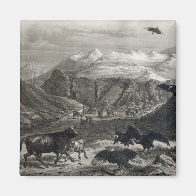 Calf attackeras av Condors Magnet (Framsidan)