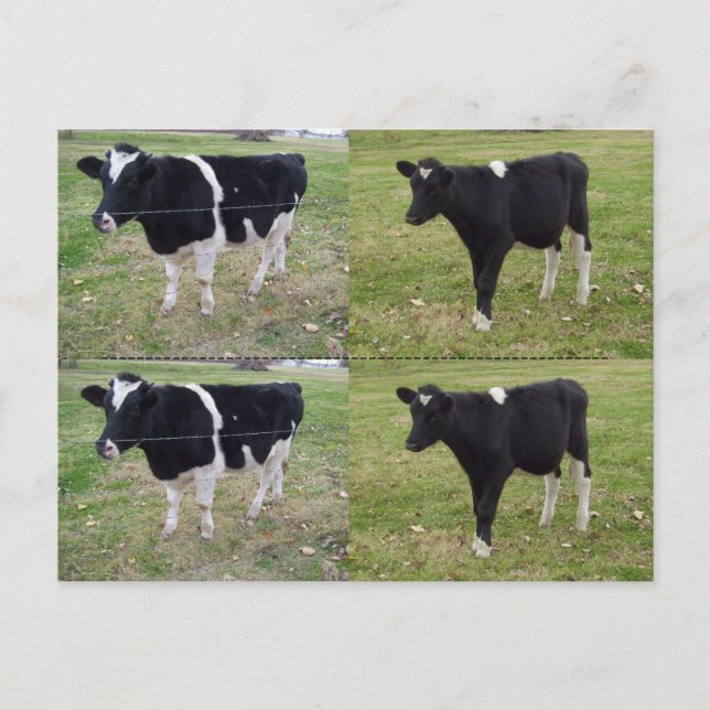 Calf-bokmärken - anpassade vykort (Framsida)