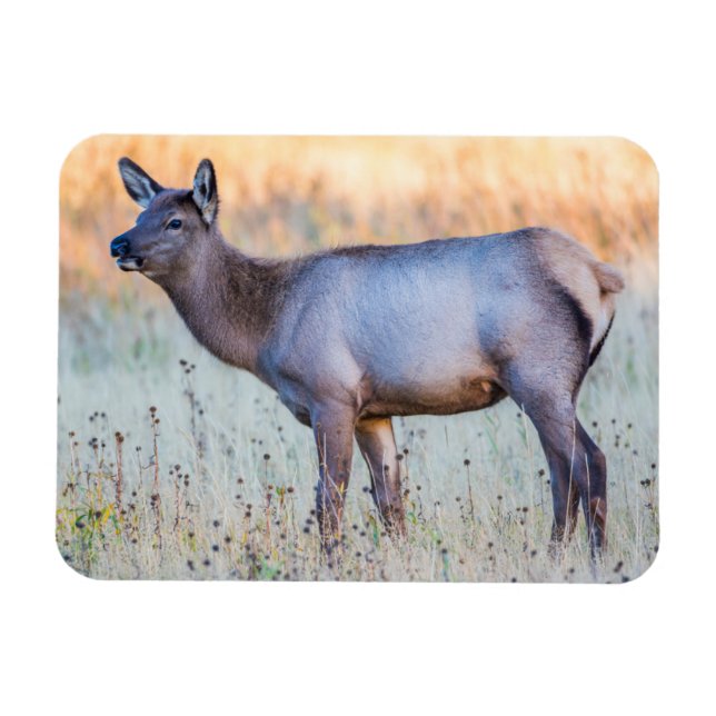 Calf Elk | Madison Junction, Wyoming Magnet (Horisontell)