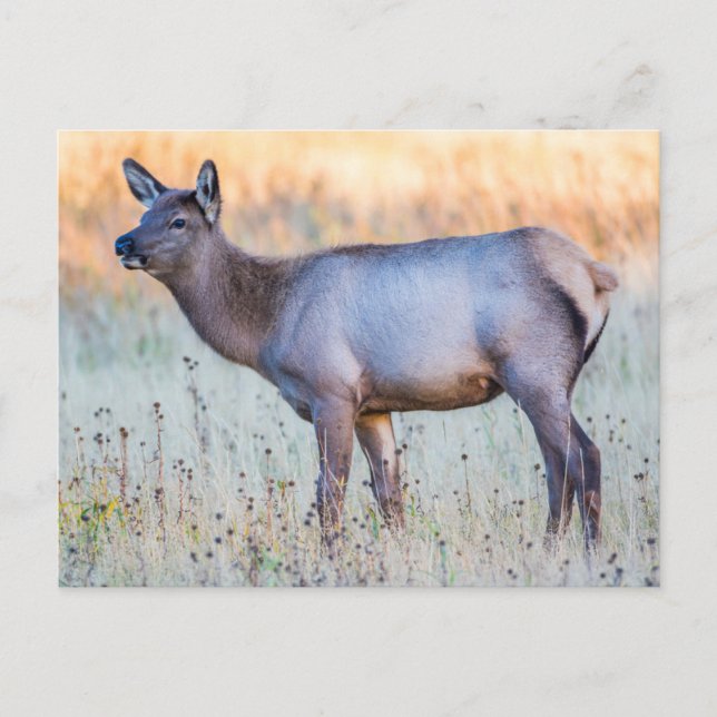 Calf Elk | Madison Junction, Wyoming Vykort (Framsida)