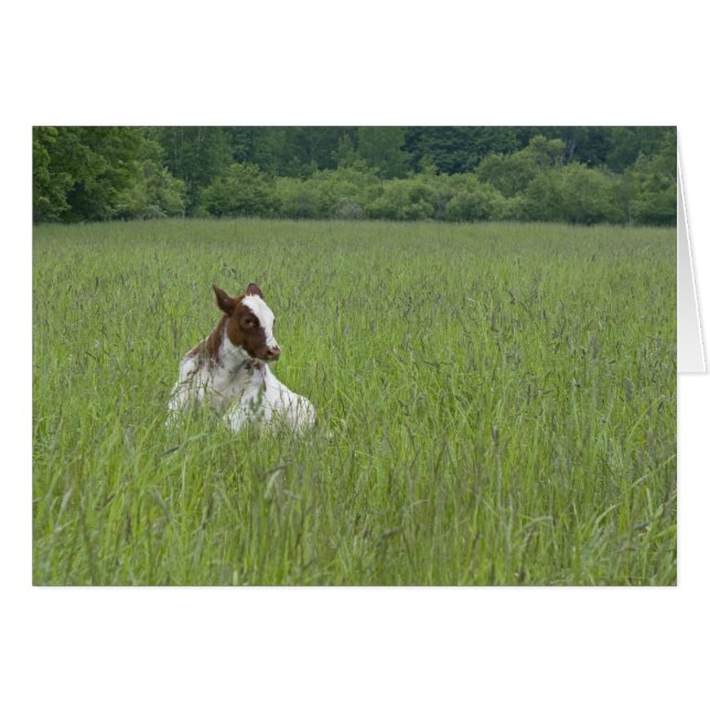 Calf Hälsningskort (Framsidan Horizontal)