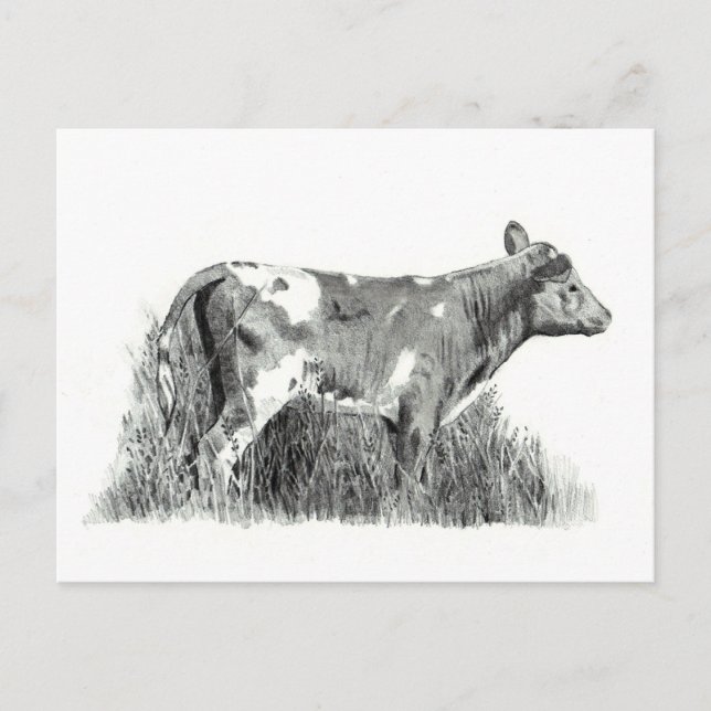 CALF I PENCIL VYKORT (Framsida)