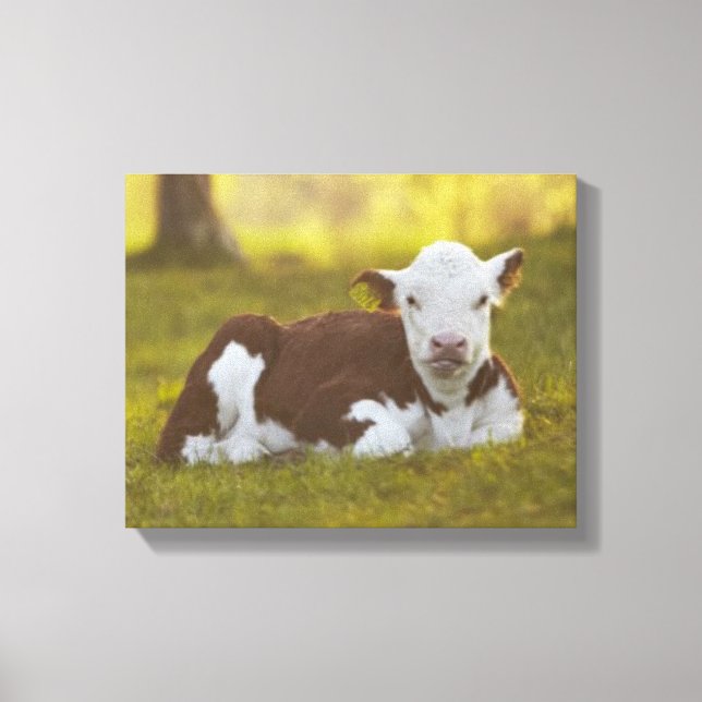 Calf Resting Canvastryck (Framsida)