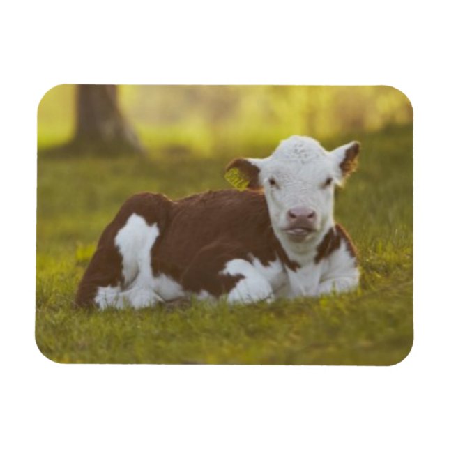 Calf Resting Magnet (Horisontell)