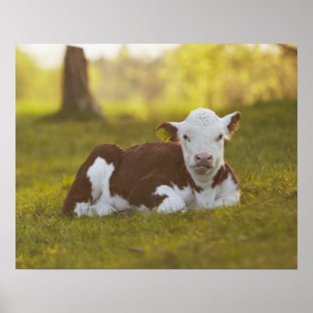 Calf Resting Poster (Framsidan)