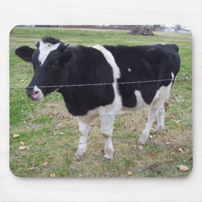 Calf Talk Musmatta (Framsidan)