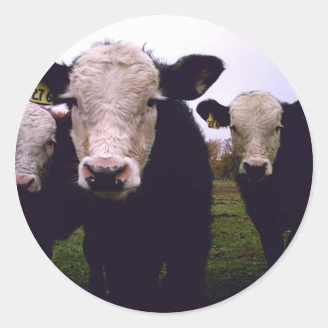 Calf Trio Runt Klistermärke (Framsida)