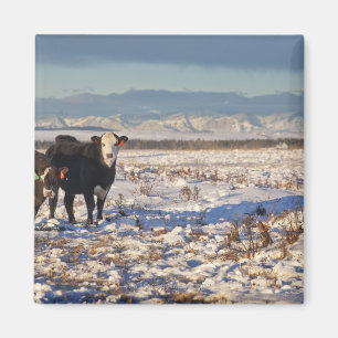 calgary alberta, Kanada Magnet