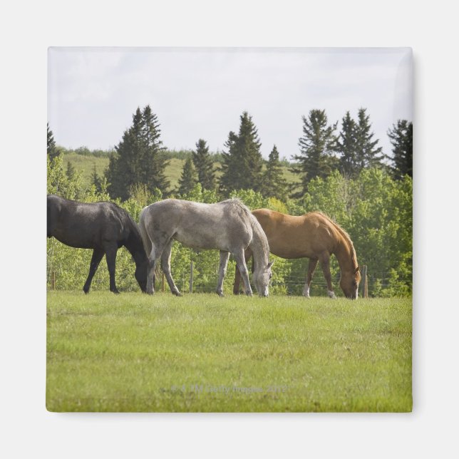 Calgary, Alberta, Kanada Magnet (Framsidan)