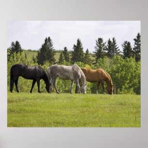 Calgary Alberta, Kanada Poster