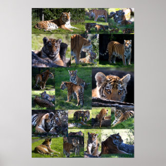 Calgary Zoo Tiger med Unge Poster