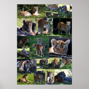 Calgary Zootiger med ungar Poster