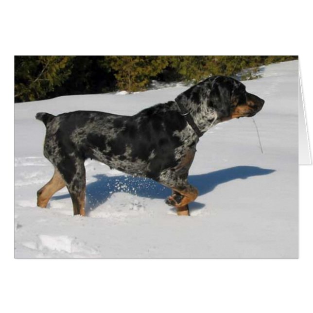 Cali Hälsningskort (Framsidan Horizontal)