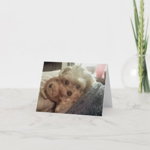 Cali klubba Furiends Furever tomma Notecard Kort