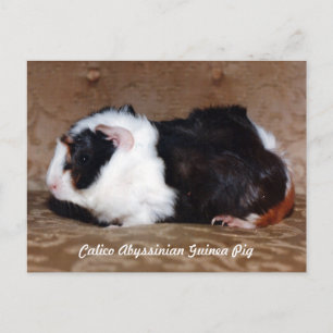 Calico Abyssinian Guinea Gris Vykort