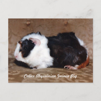 Calico Abyssinian Guinea Gris Vykort