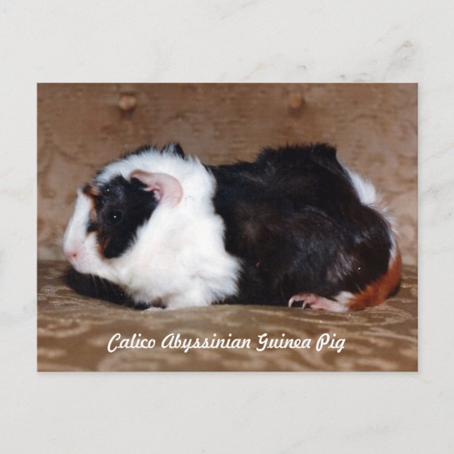 Calico Abyssinian Guinea Gris Vykort (Framsida)