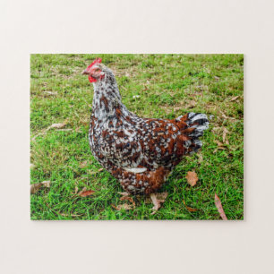 Calico Bantam Chicken Hen Pussel