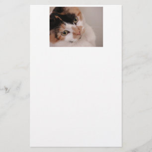 Calico Beauty Cat Brevpapper