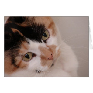 Calico Beauty Cat Hälsningskort