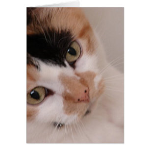 Calico Beauty Cat Hälsningskort