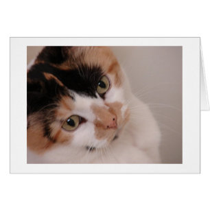 Calico Beauty Hälsningskort