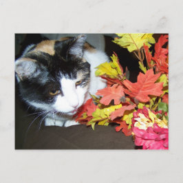 Calico Cat Autumn-vykort Vykort