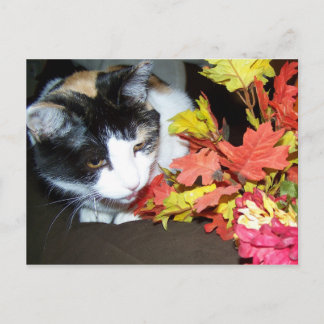 Calico Cat Autumn-vykort Vykort