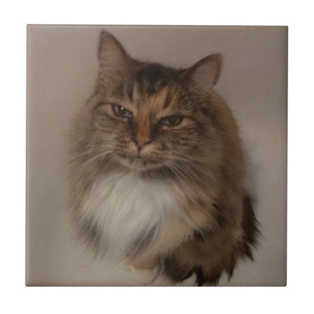 Calico Cat Ceramic Tile Kakelplatta (Framsidan)