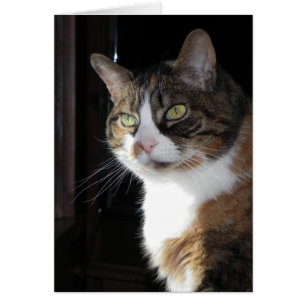 Calico Cat Hälsningskort