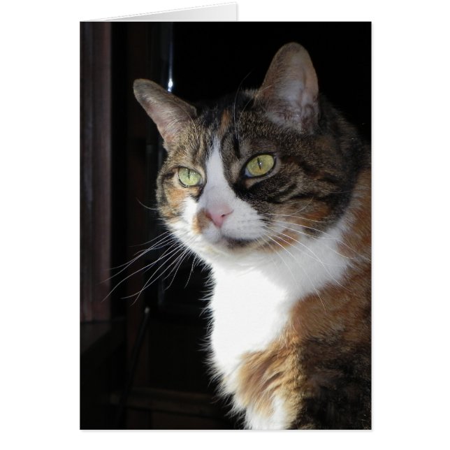 Calico Cat Hälsningskort (Framsidan)
