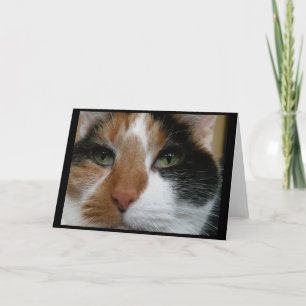 Calico cat-hälsningskort kort