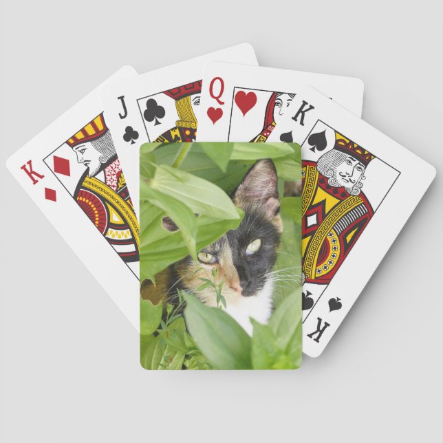 Calico Cat i Zinnias Casinokort (Baksidan)