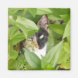 Calico Cat i Zinnias Magnet