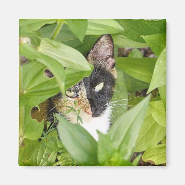 Calico Cat i Zinnias Magnet (Framsidan)